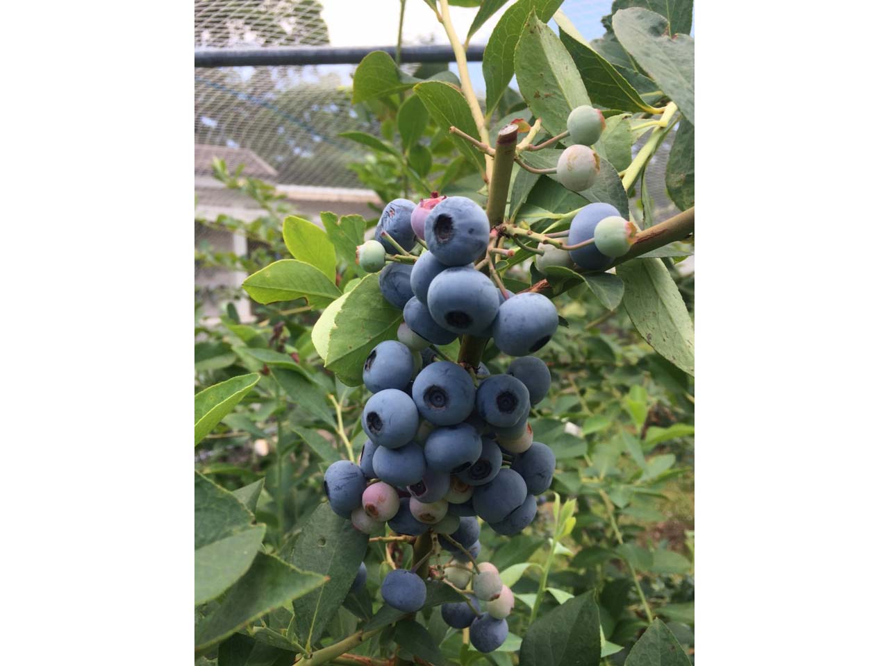 ドンキーバレー(風舎)