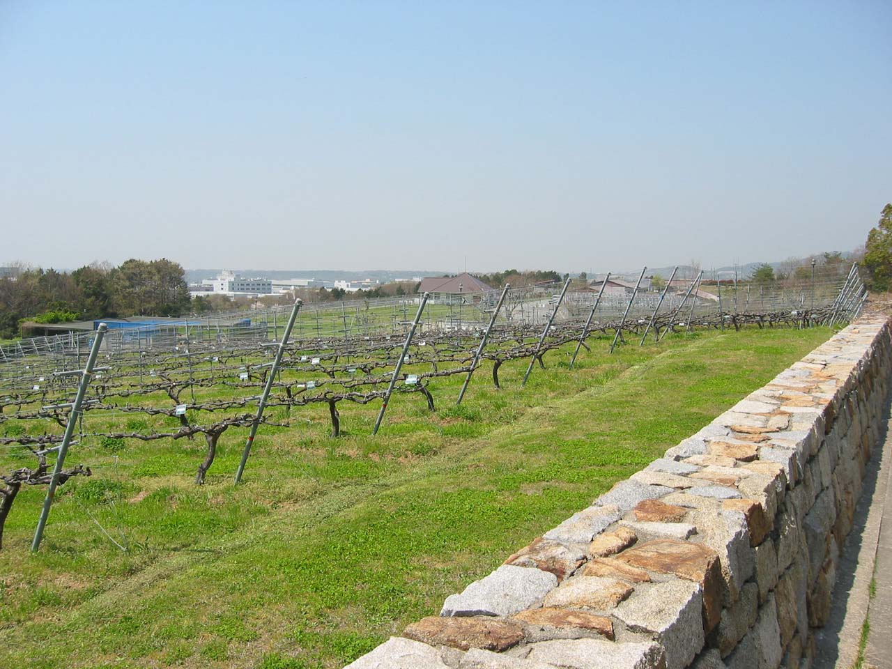 神戸ワイナリー