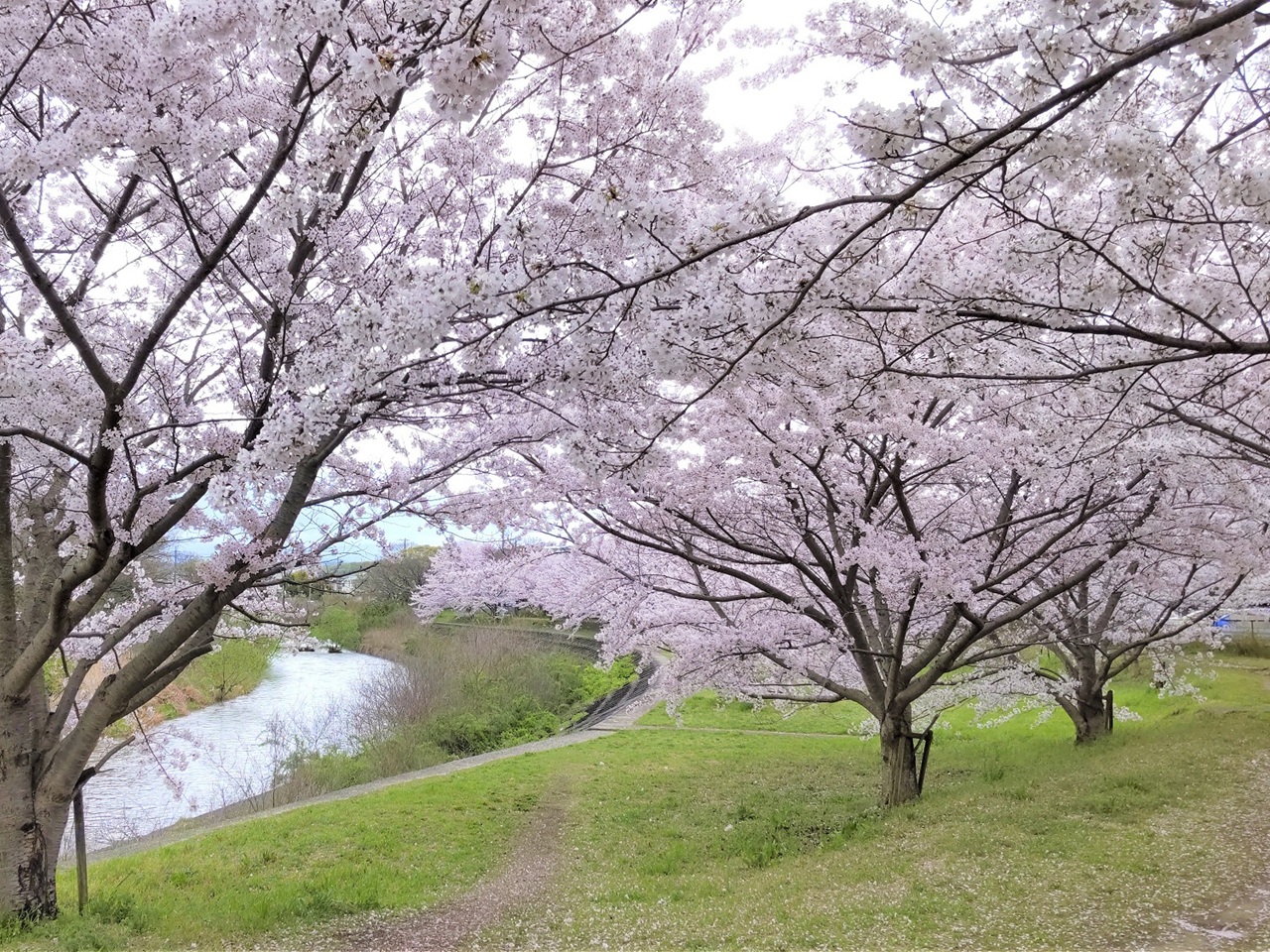 伊川の桜並木