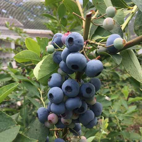 ドンキーバレー（風舎）