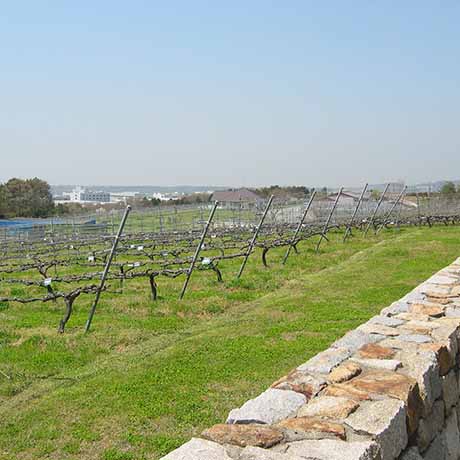 神戸ワイナリー