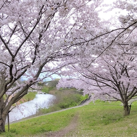 伊川の桜並木